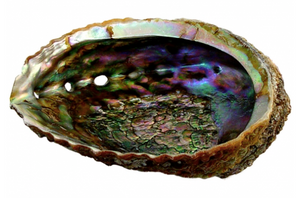 Imperfect Abalone Shells