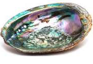 Imperfect Abalone Shells